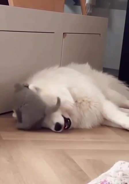 So much happiness in one video 😊