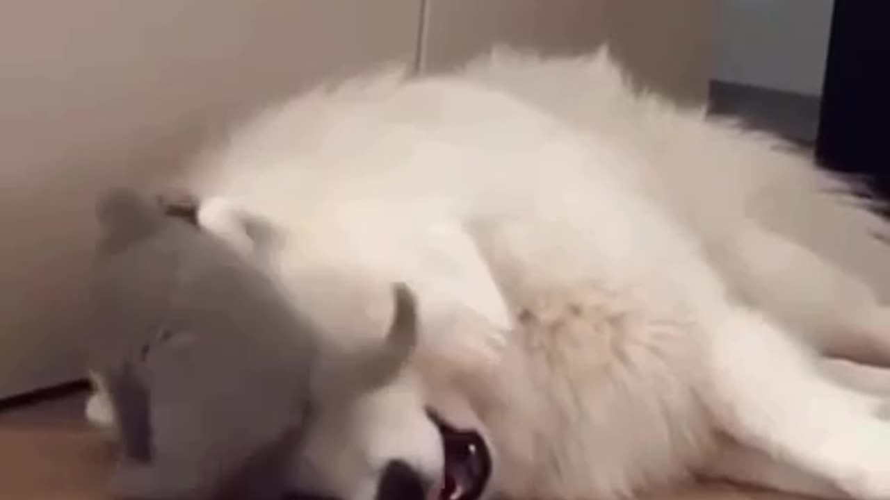 So much happiness in one video 😊