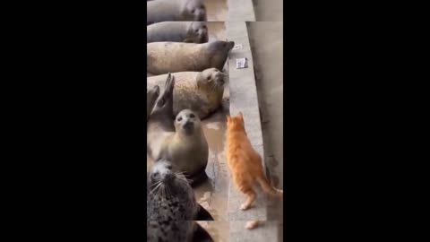 Funny Animal Videos 2024