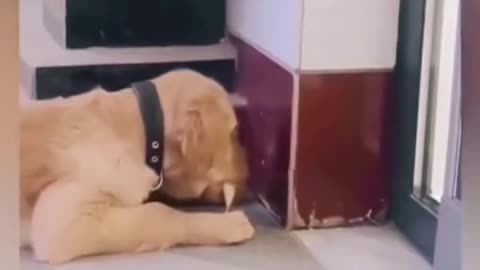 Funny Animal Videos 15