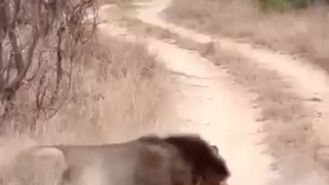 animals