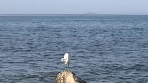 Nature and Animals
