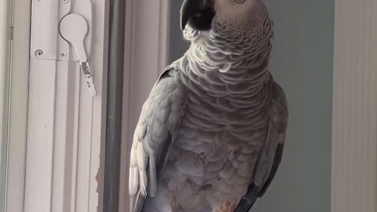 Parrot says uh oh the cops😂