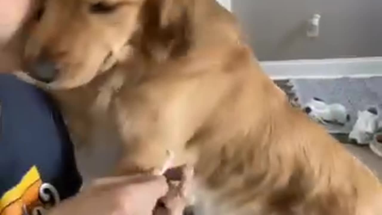 naughty doggys