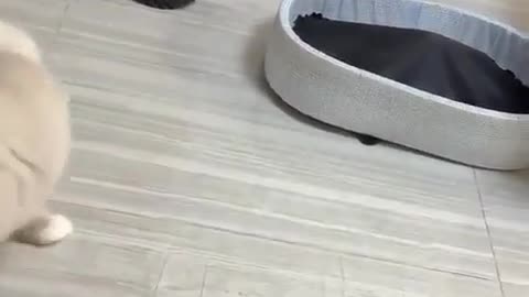 😹🐕 Sneaky Pete's Antics! | FunFM