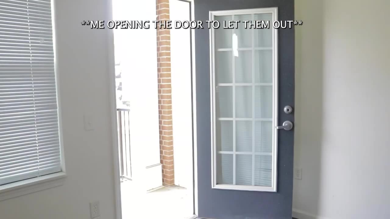 Flies when you try to open a door for them to get out
