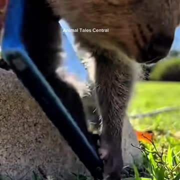 Hilarious Quokka Steals Tourist's Phone for a Selfie! 🦘📱