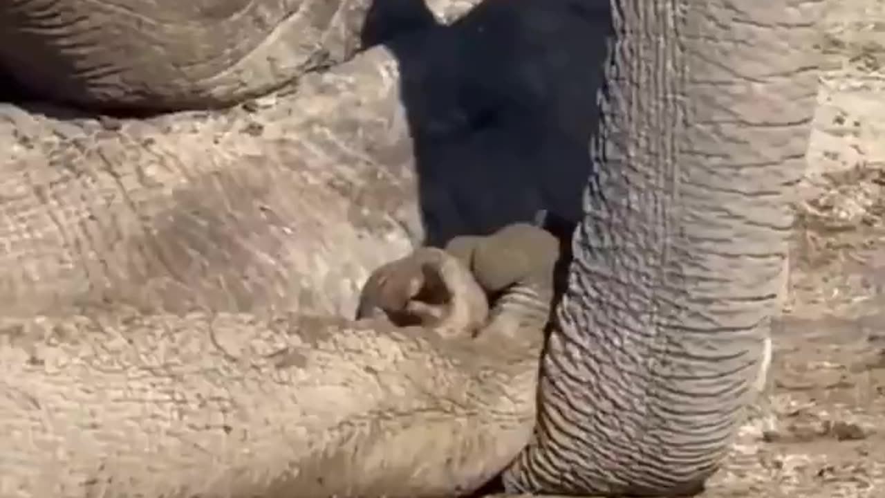 Elephant mourns death of her companion of 25 years, refuses to leave her side!