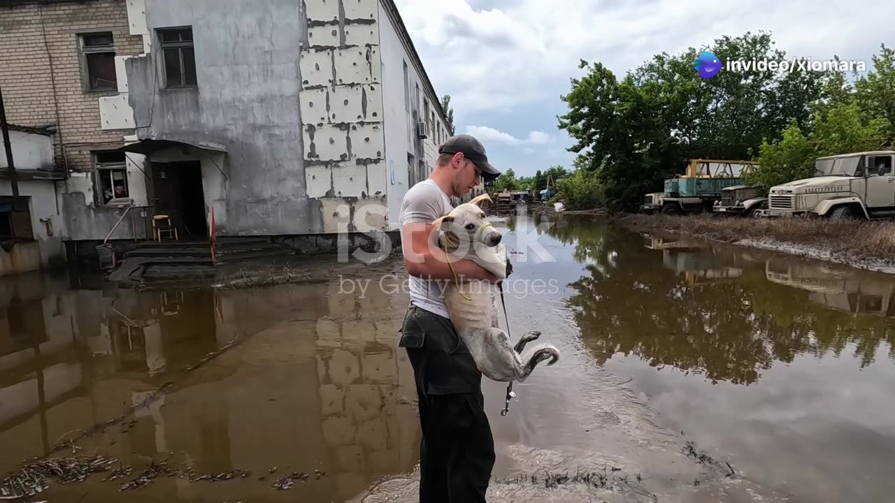 Heartwarming Moments: Animals Lending a Helping Paw