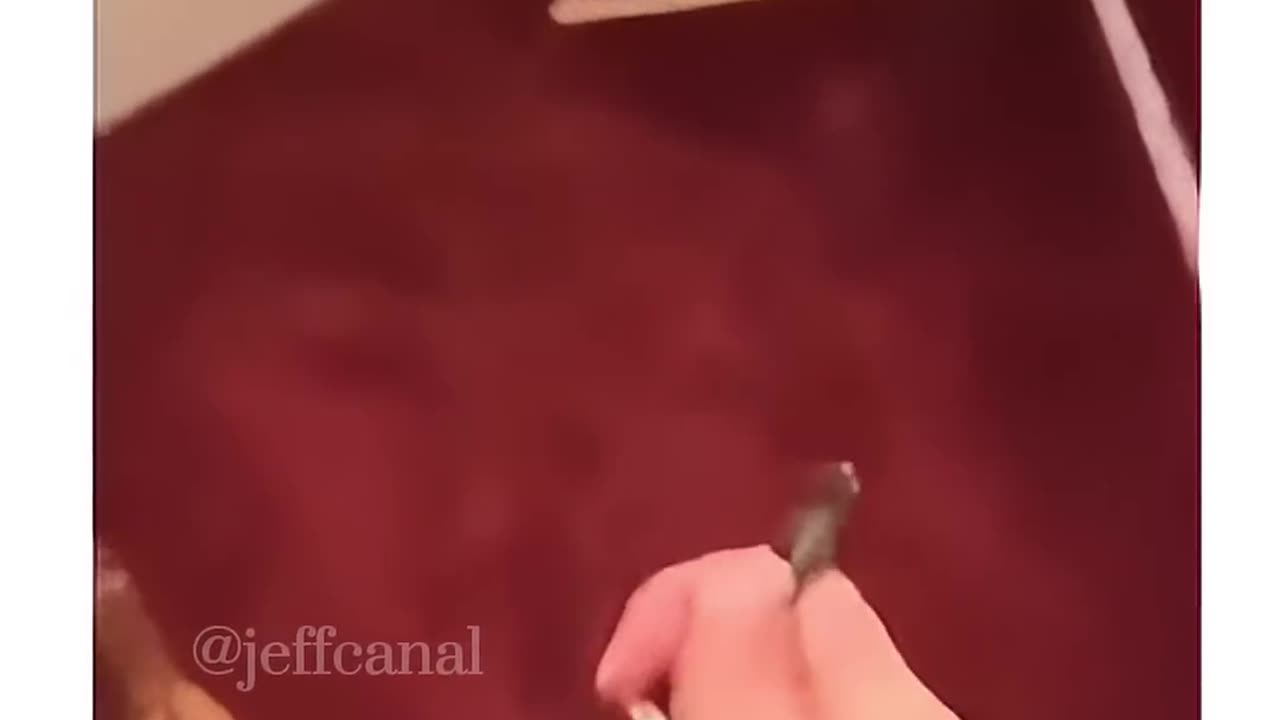 Funny pets