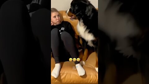 Funny Animals #funnyanimals #animals #pets #shorts