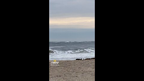 LONG COLD WALK BY THE OCEAN!