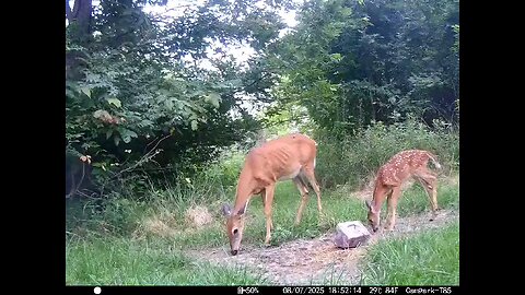 Deer Cam 08-07-2025 Does And Fawn Game Cam Trail Cam