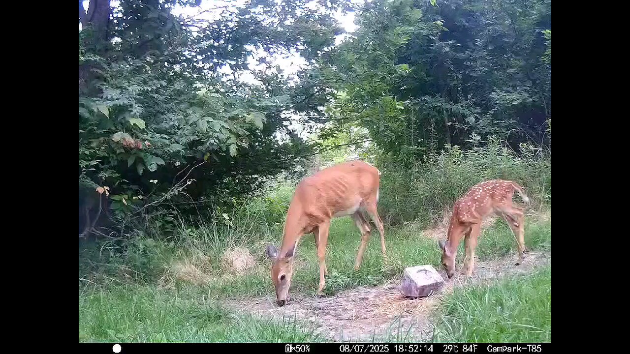 Deer Cam 08-07-2025 Does And Fawn Game Cam Trail Cam