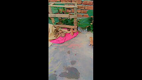 my cat 5 kids 🐈😍