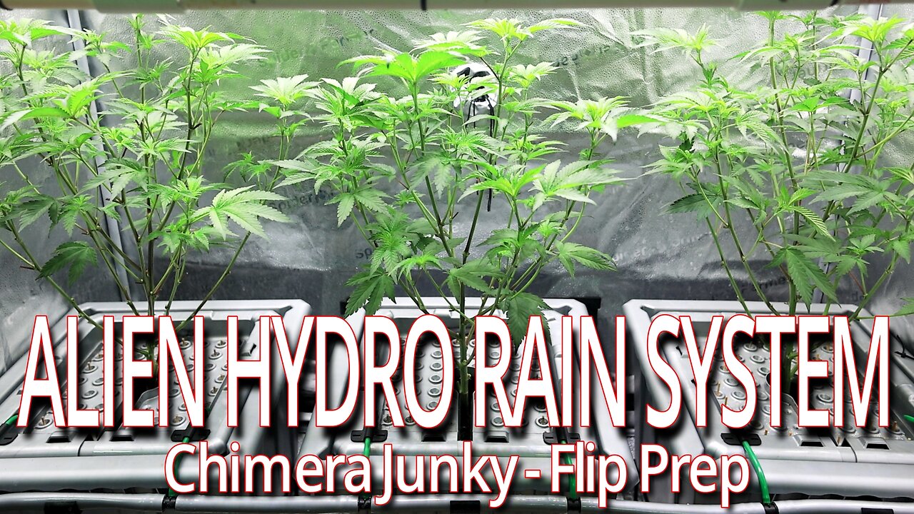 Alien Hydro RAIN System, Chimera Junky Prep For Flower