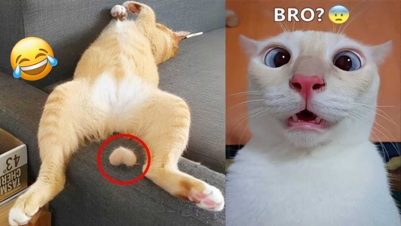 Funniest Dogs and Cats Videos 2025😼🐶Try Not To Laugh😜