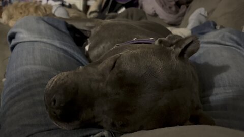 Ulyssa the Pit Bull dreams of being a country singer