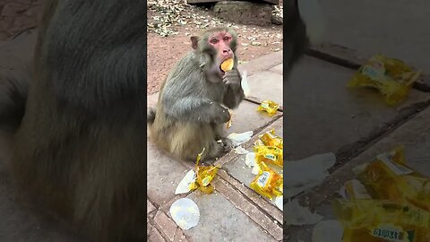 Eat 9 bread monkeys