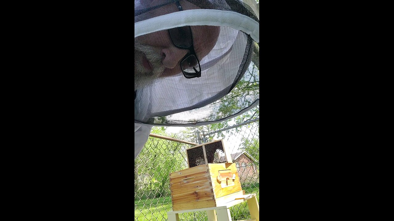 starting my 1st Bee hive pt1