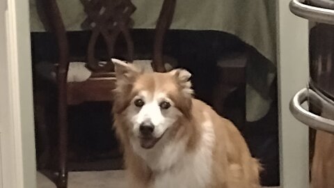 The Insanity of Border Collies Episode 1 - Butterscotch's Demands