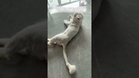 The owners threw a breed cat into the trash saved his life and became his favorite master