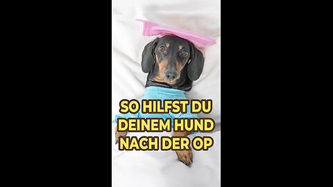 🐶Wenn Dein Hund eine OP hat, dann helfe ihm mit diesem Trick!