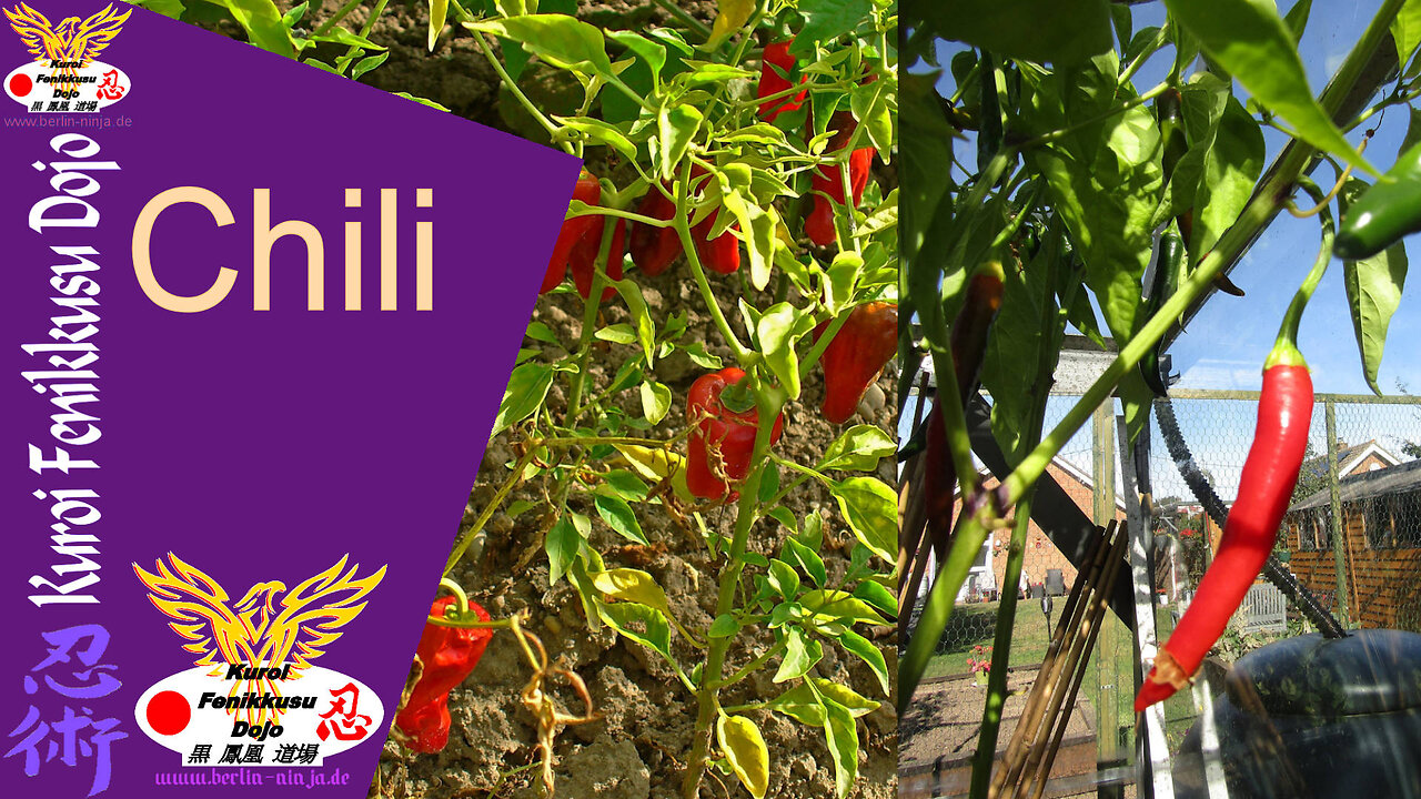 080 - Chili