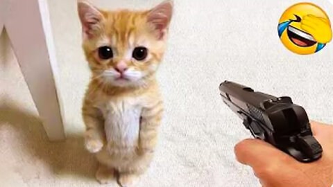 Try Not To LaughFunniest Dogs and Cats Clips 2025