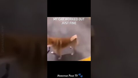 Funny animals 2024😂- Funniest Cats and Dogs Video😹🐶