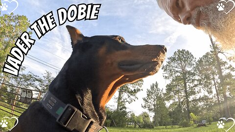 Morning Walk with Vader: Chickens, Bird Drama, and Stick Battles 🐓🦅🐾