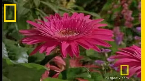 Bee vs. Jumping Spider | National Geographic