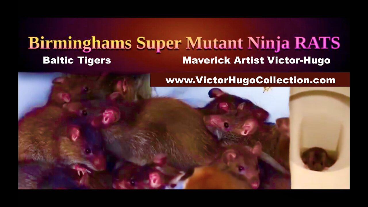 World Media Covers Up Man Made Birmingham Mutant Rat Plague Created To Depopulate Planet Agenda 2030