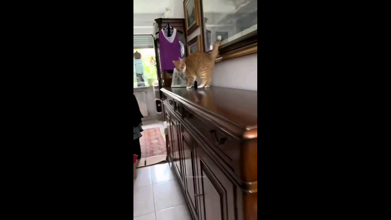 funny cat walking! try not to laugh challenge #viral #funny