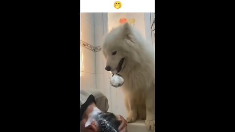 There was not enough water🐕😱🤣