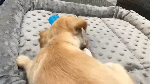Phx Kruger Dogs collection video