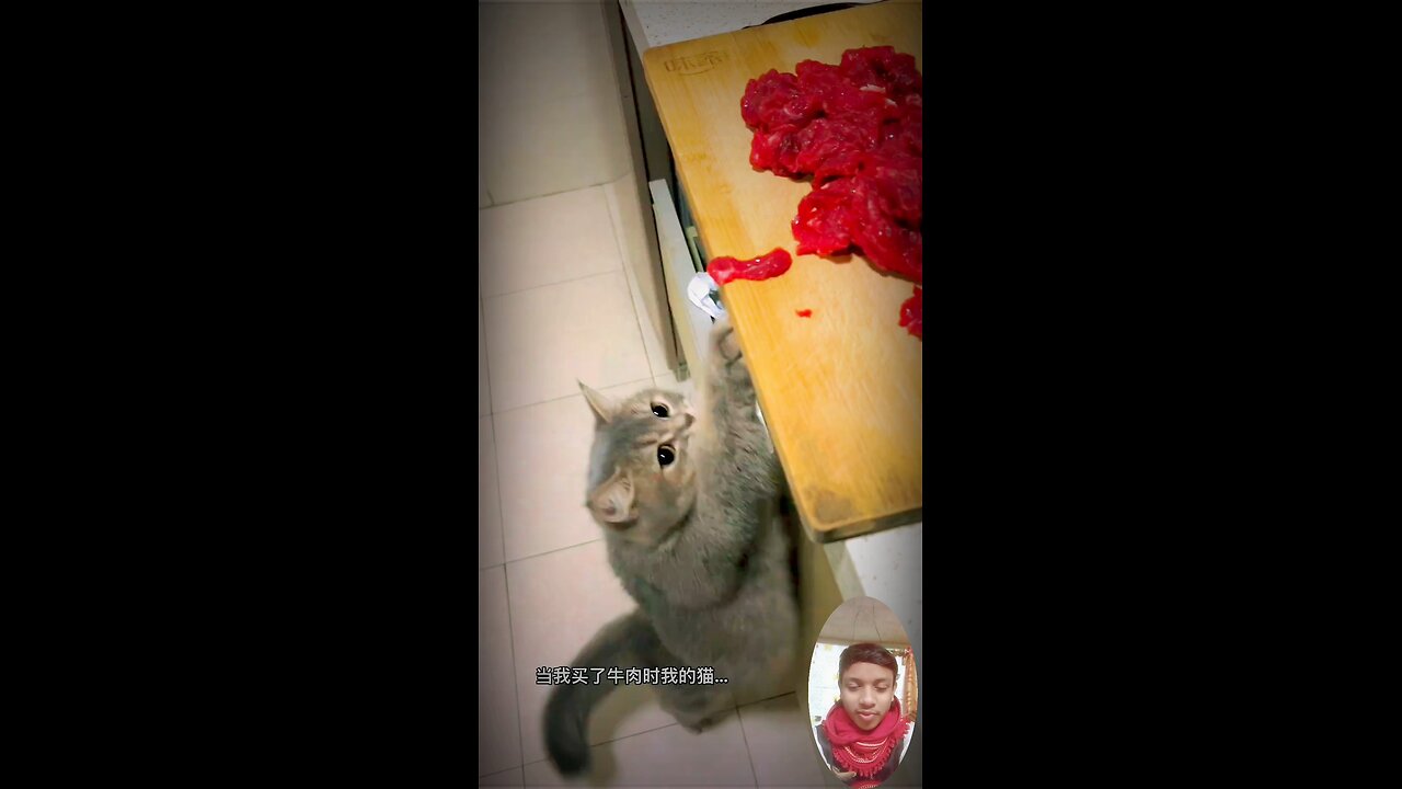 #catlovers #cat #cats #meow #kittens #catlife #pet #animals #animallover #cutecats #catviral