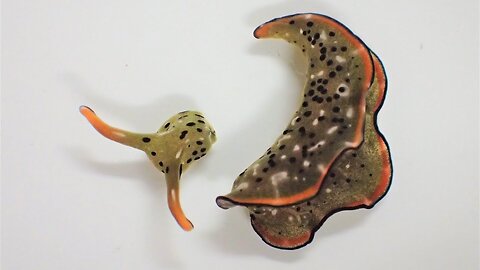 Why This Slug Cut Off Its Own Head