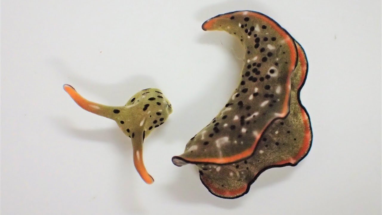 Why This Slug Cut Off Its Own Head