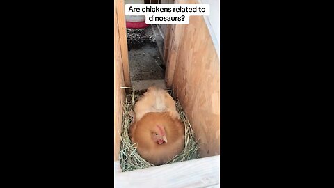 Are chickens related to dinosaurs?
