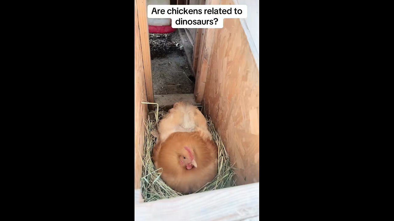 Are chickens related to dinosaurs?