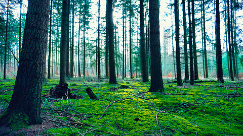 Relax and Unwind: Focus on the Soft Forest Floor and Listen to the Whispering Wind