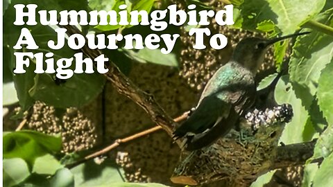A Hummingbird Journey from Egg to Air