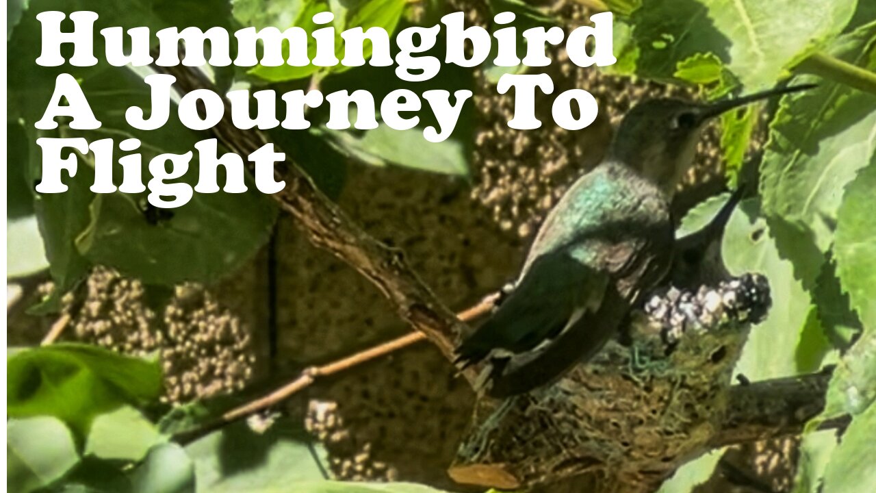 A Hummingbird Journey from Egg to Air