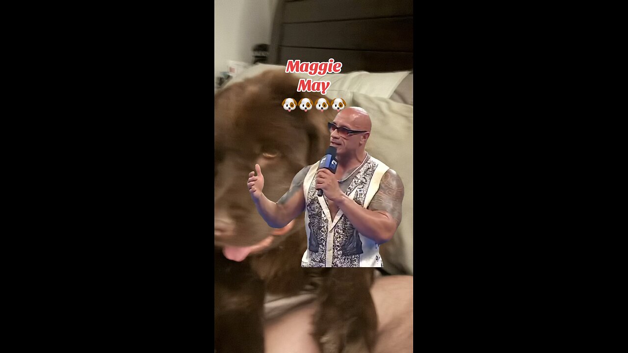 Maggie May #maggie #puppy #dog #reels #shorts #letsgo