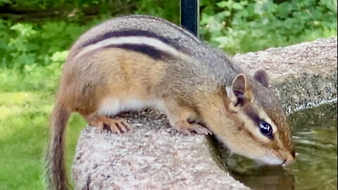 Chipmunk Drinking Water from a Bird Bath