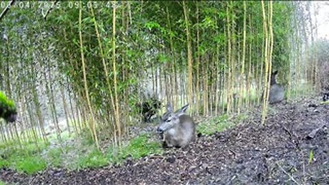 Misty Oregon morning - Blacktailed Deer sheltering in clifftop bamboo - live