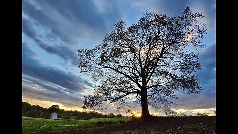 Oak Tree Spring Sunset Lawrence County PA 5-20-25