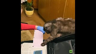Así ayuda un gato a una médica a 'descifrar' un electrocardiograma