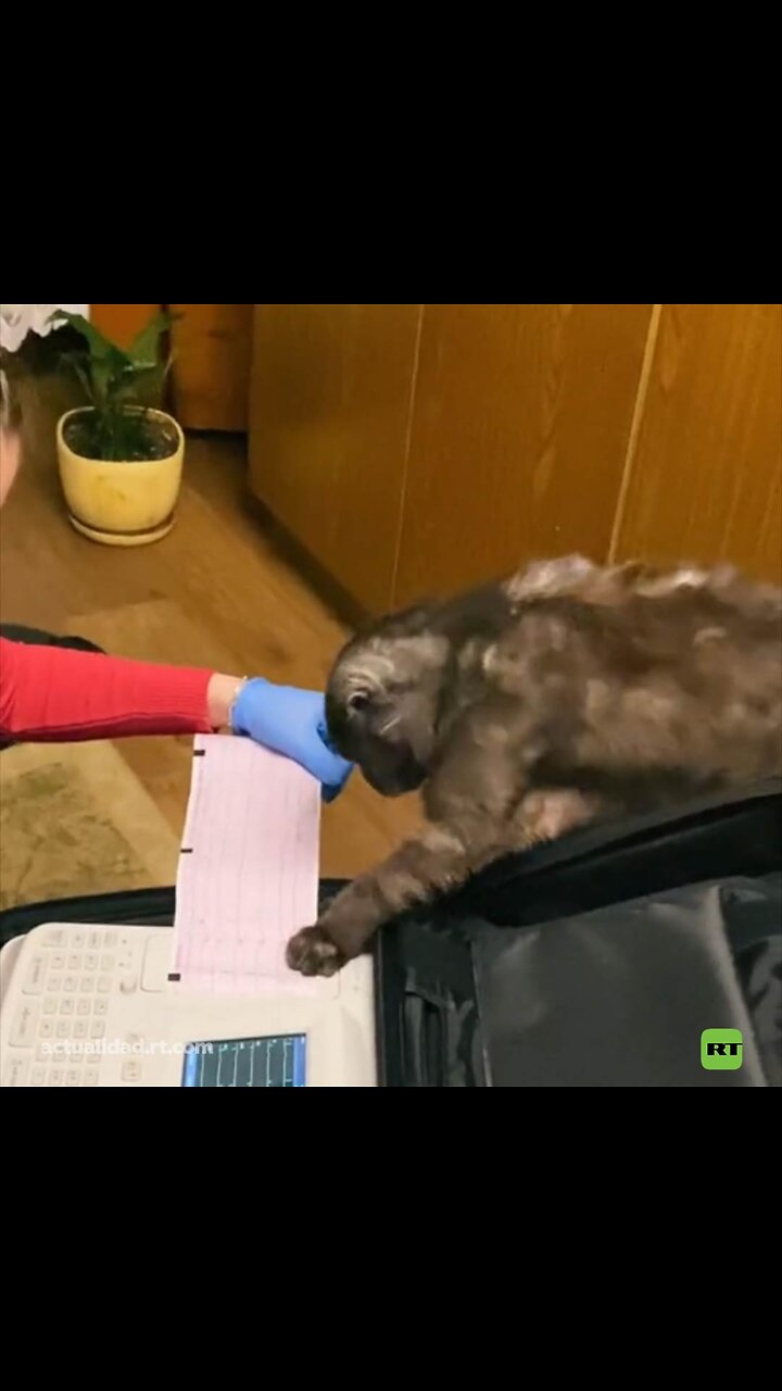 Así ayuda un gato a una médica a descifrar un electrocardiograma